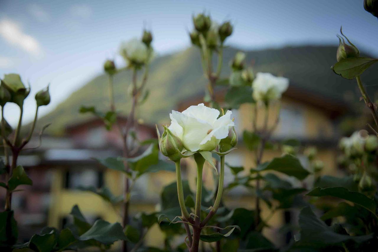 La Collina Degli Ulivi Leilighet Vercana Eksteriør bilde